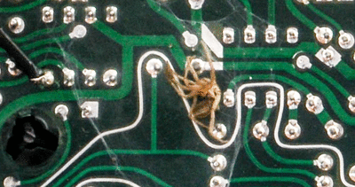 spider